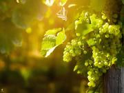 Terreno in vendita a Appiano sulla Strada del Vino BZ