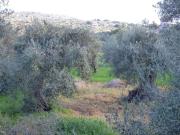 Terreno in vendita a Bagheria PA