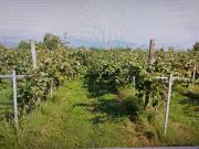 Terreno in vendita a Bagnolo Piemonte CN