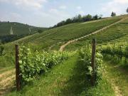 Terreno in vendita a Barbaresco CN