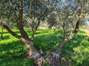 Terreno in vendita a Bari BA