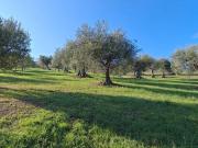 Terreno in vendita a Basciano TE