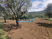 Terreno in vendita a Bellona CE