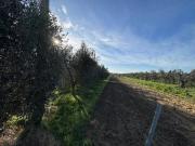 Terreno in vendita a Bibbona LI
