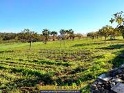 Terreno in vendita a Bisceglie BT