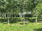 Terreno in vendita a Boffalora Sopra Ticino MI