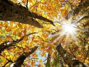 Terreno in vendita a Boissano SV