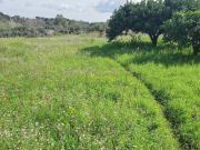 Terreno in vendita a Borgia CZ