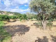 Terreno in vendita a Borgia CZ