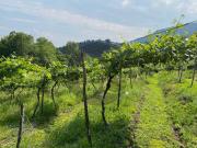 Terreno in vendita a Botticino BS