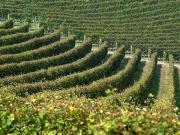 Terreno in vendita a Bra CN