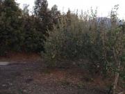 Terreno in vendita a Bronte CT