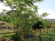 Terreno in vendita a Bronte CT