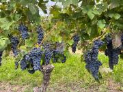 Terreno in vendita a Calamandrana AT