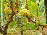 Terreno in vendita a Caldaro sulla Strada del Vino BZ
