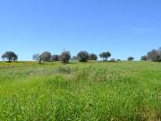 Terreno in vendita a Caltagirone CT