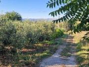 Terreno in vendita a Calvi BN