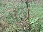 Terreno in vendita a Campagnano di Roma RM