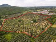 Terreno in vendita a Canino VT