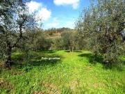 Terreno in vendita a Capannoli PI