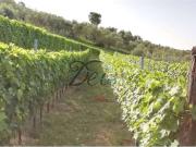 Terreno in vendita a Capannori LU