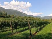 Terreno in vendita a Caprino Veronese VR