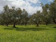 Terreno in vendita a Caprino Veronese VR