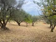 Terreno in vendita a Carini PA