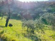 Terreno in vendita a Carmignano PO