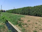 Terreno in vendita a Carobbio degli Angeli BG