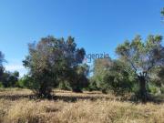 Terreno in vendita a Carovigno BR