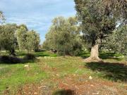 Terreno in vendita a Carovigno BR