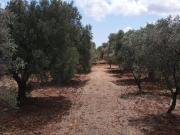 Terreno in vendita a Carovigno BR