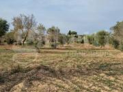 Terreno in vendita a Carovigno BR