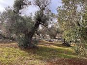 Terreno in vendita a Carovigno BR