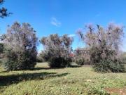 Terreno in vendita a Carovigno BR