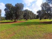 Terreno in vendita a Carovigno BR