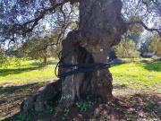 Terreno in vendita a Carovigno BR