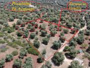 Terreno in vendita a Carovigno BR