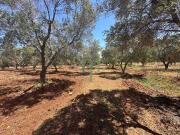 Terreno in vendita a Carovigno BR