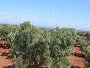 Terreno in vendita a Carovigno BR