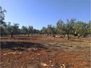 Terreno in vendita a Carovigno BR