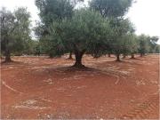 Terreno in vendita a Carovigno BR