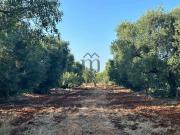 Terreno in vendita a Carovigno BR