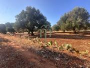 Terreno in vendita a Carovigno BR