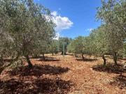 Terreno in vendita a Carovigno BR