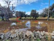 Terreno in vendita a Carovigno BR