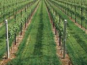 Terreno in vendita a Carpi MO