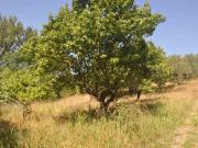 Terreno in vendita a Casale Marittimo PI