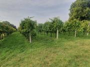 Terreno in vendita a Casalserugo PD